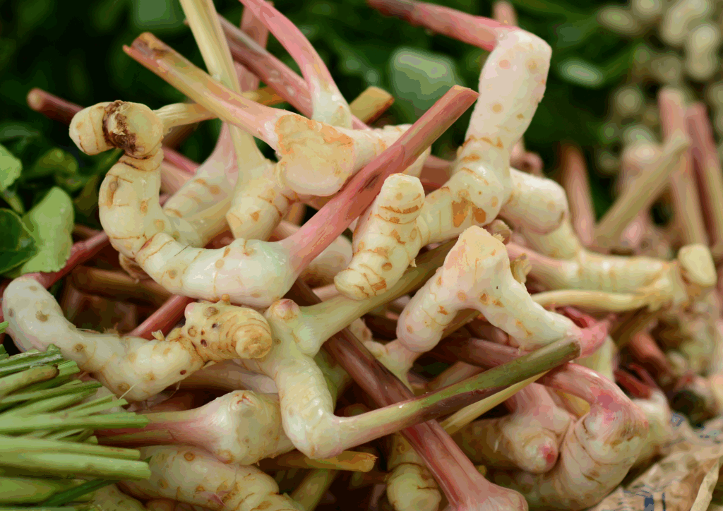 galangal